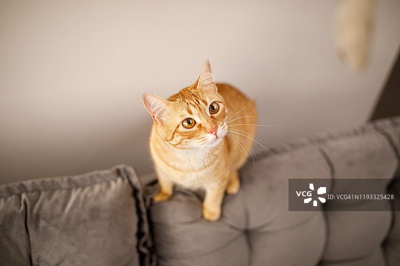 在沙发上玩玩具的猫图片素材