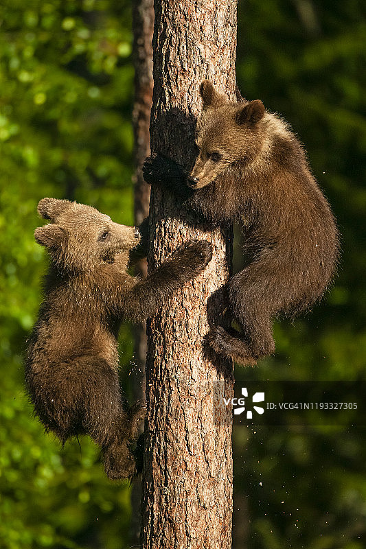 欧洲棕熊图片素材