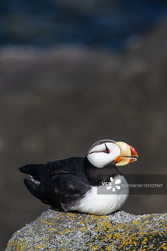 角海鹦图片素材