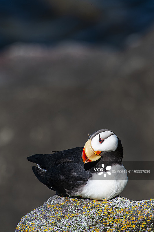 角海鹦图片素材