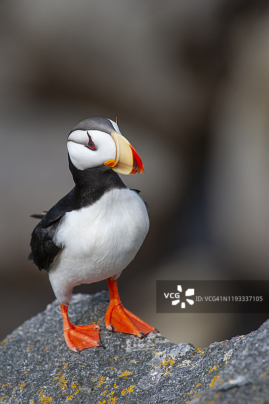 角海鹦图片素材