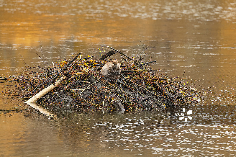 美洲海狸图片素材