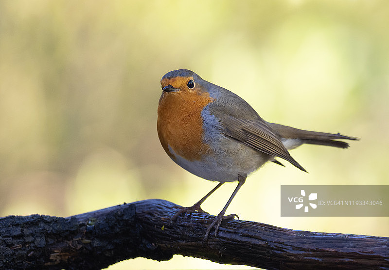 自然中站在树干上的知更鸟特写图片素材