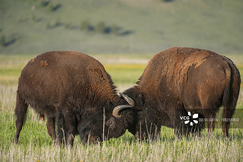 美洲野牛图片素材