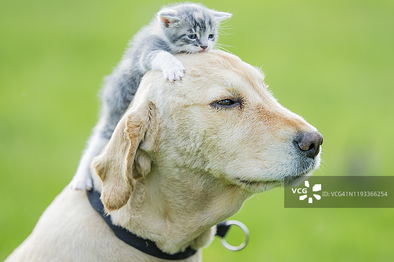 小猫坐在金毛猎犬头上的照片图片素材