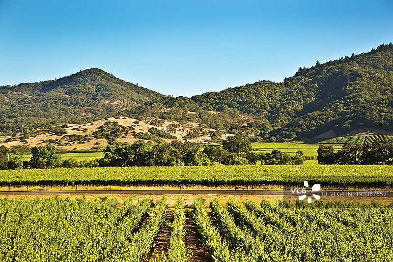 加利福尼亚州纳帕谷葡萄园和酿酒厂图片素材