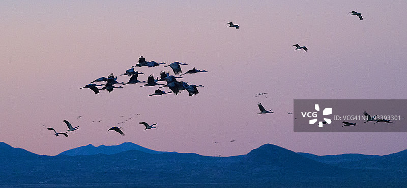 沙丘鹤满布的黄昏图片素材