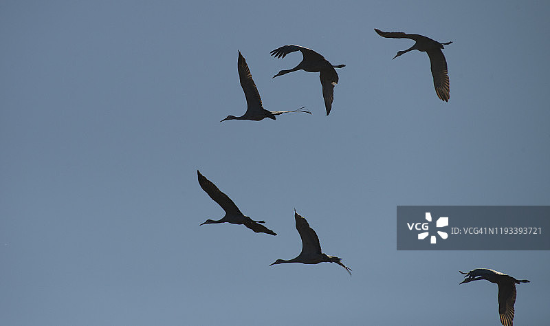 6只沙丘鹤图片素材