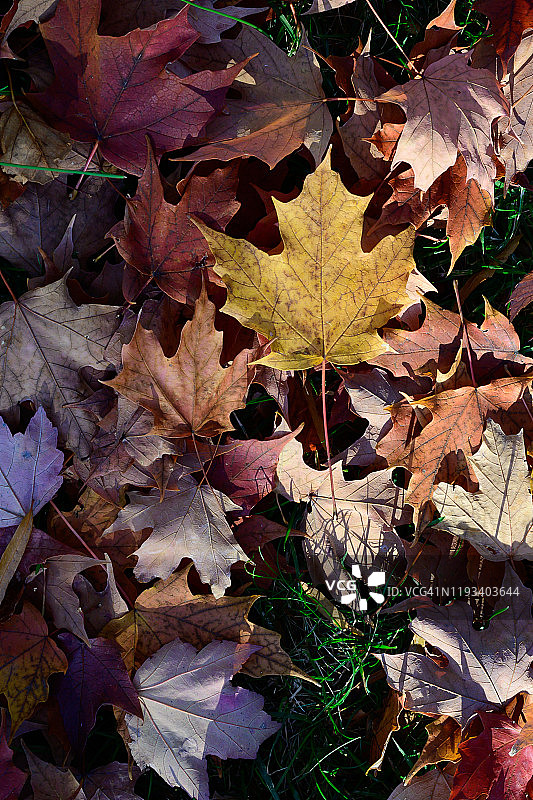 瀑布落叶图片素材