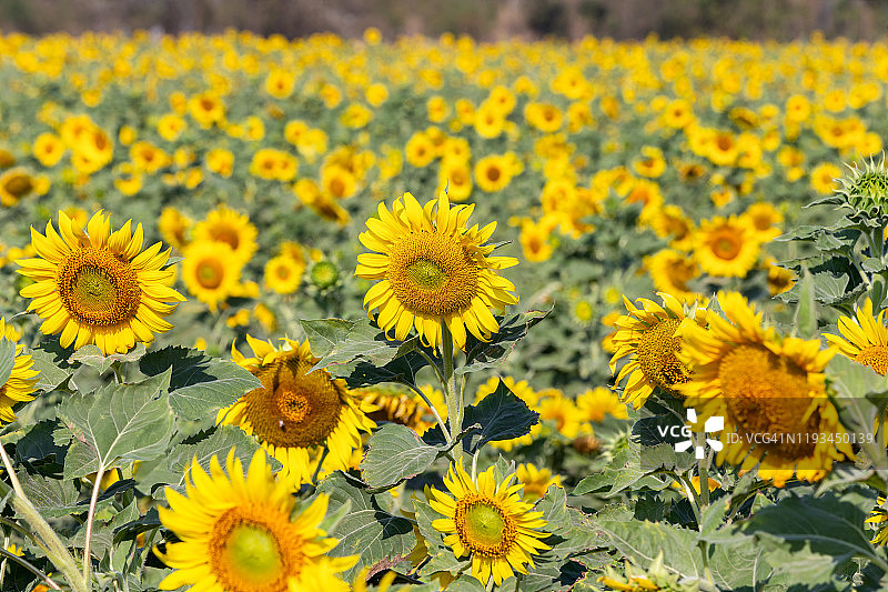 春季田野中美丽的向日葵图片素材