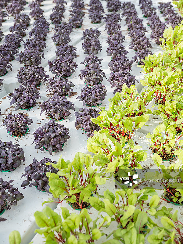 用于种植蔬菜和沙拉的温室图片素材