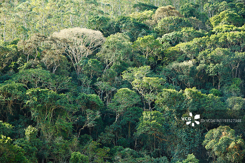 曼蒂凯拉山上的树木图片素材