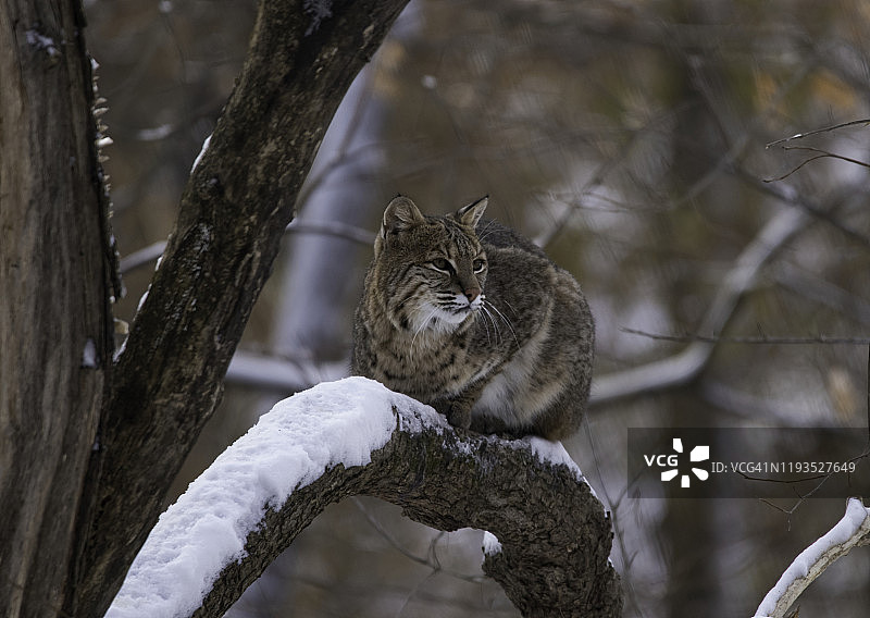 雪天里坐在树上的短尾猫图片素材