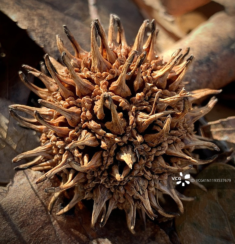 枫香树种子特写图片素材