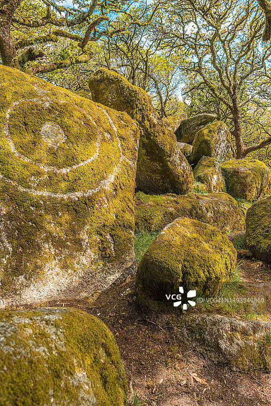 英国达特穆尔威斯特曼森林的无梗花栎和苔藓图片素材