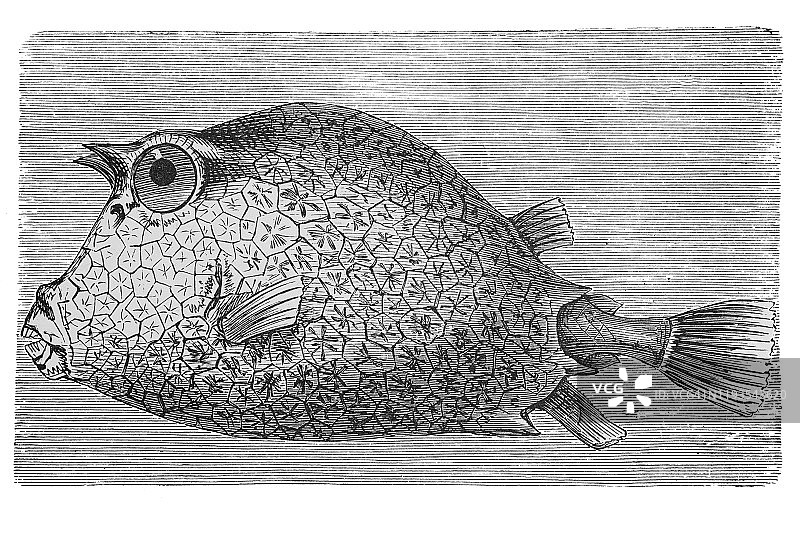 箱鲀，古董插画，1894年出版的流行百科全书图片素材