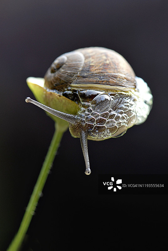 特写：带有黏液气泡的常见花园蜗牛图片素材
