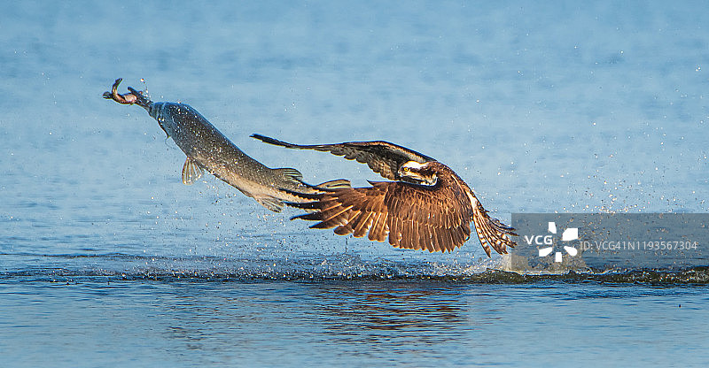 鳄雀鳝从鹗手中夺鱼图片素材