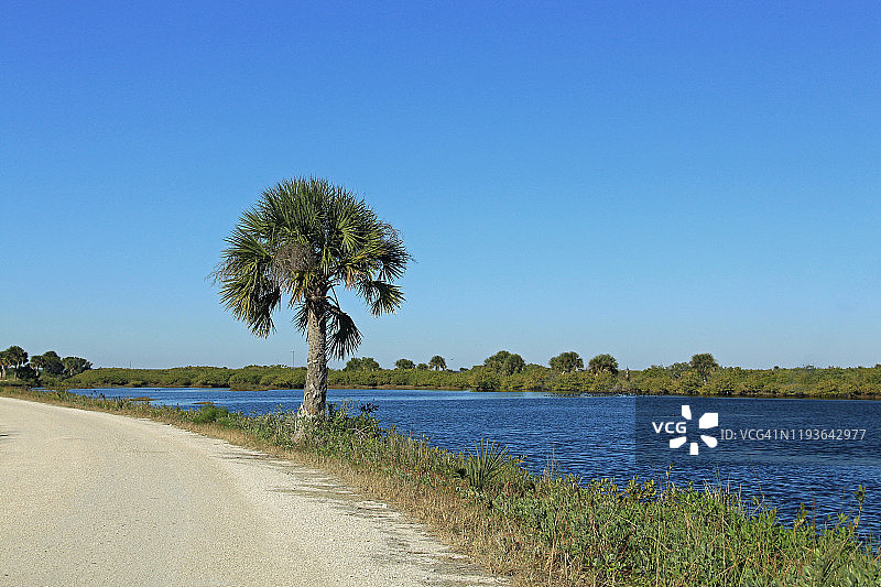 梅里特岛国家野生动物保护区内的棕榈树图片素材