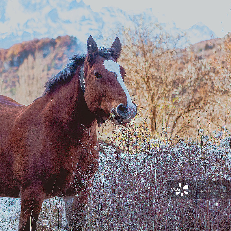 山中的野马图片素材