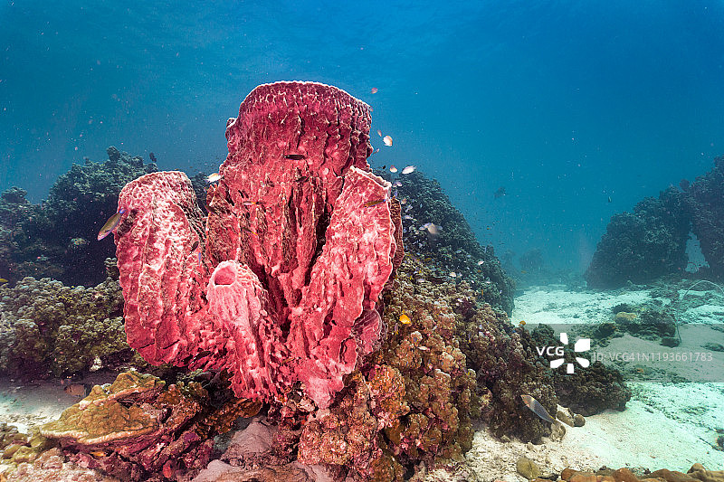 巨型桶状海绵珊瑚（Xestospongia testudinaria）水下碳捕获系统图片素材