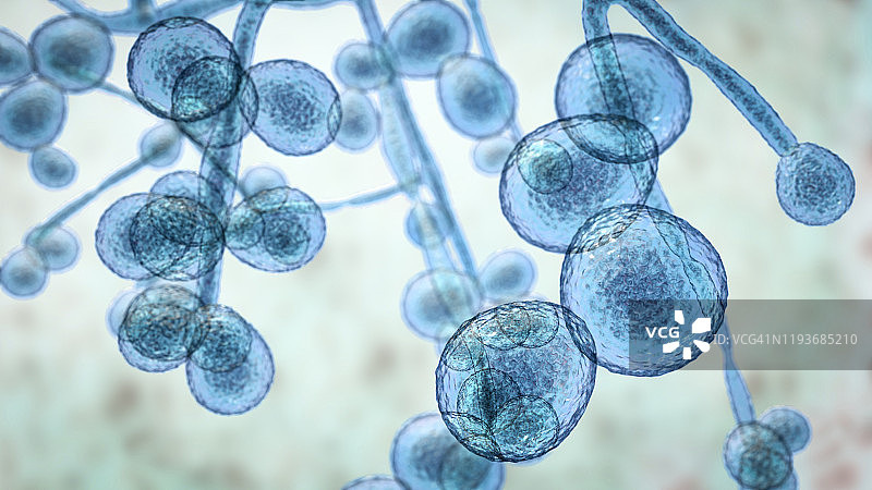 耳念珠菌真菌，图示图片素材