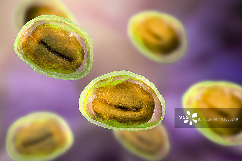 蛲虫卵的图示图片素材