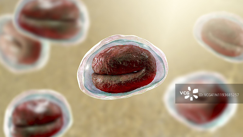 蛲虫卵的图示图片素材