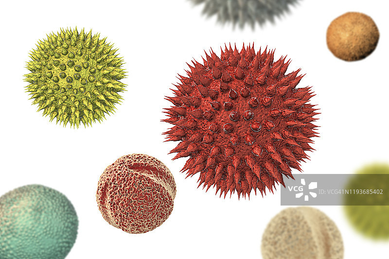 不同植物的花粉颗粒插图图片素材