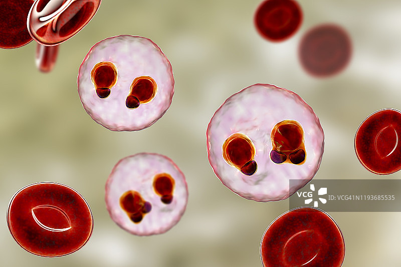 环状疟原虫的疟原虫图片素材