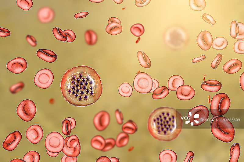 疟原虫疟原虫在裂殖体阶段图片素材