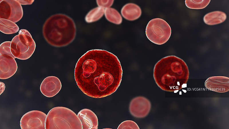 环状疟原虫的疟原虫图片素材