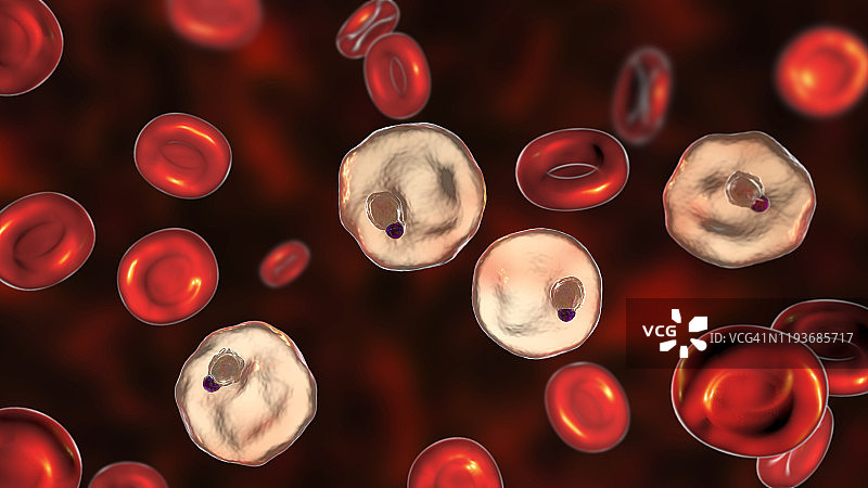 间日疟原虫在红细胞内，图示图片素材