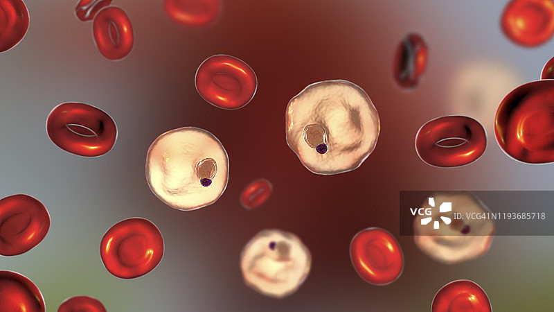 间日疟原虫在红细胞内，图示图片素材