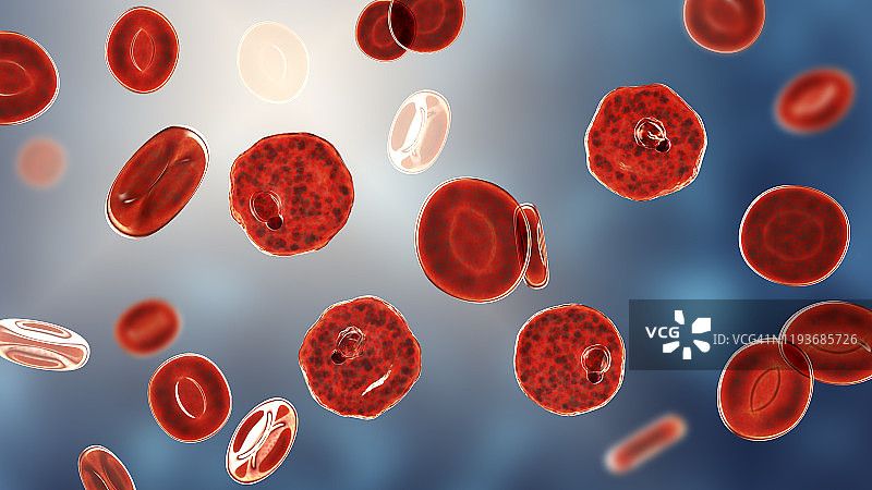 间日疟原虫在红细胞内，图示图片素材
