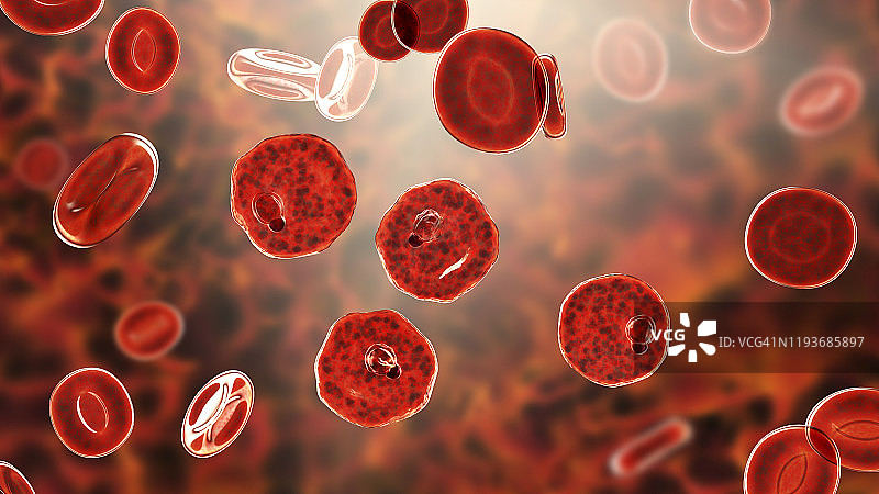 间日疟原虫在红细胞内，图示图片素材
