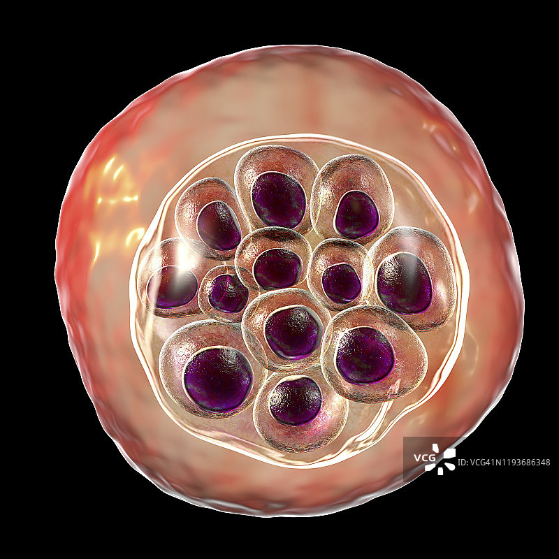 间日疟原虫在红细胞内，图示图片素材