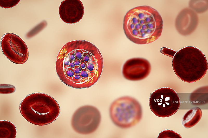 间日疟原虫在红细胞内，图示图片素材