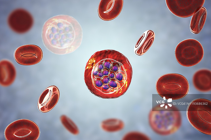 间日疟原虫在红细胞内，图示图片素材