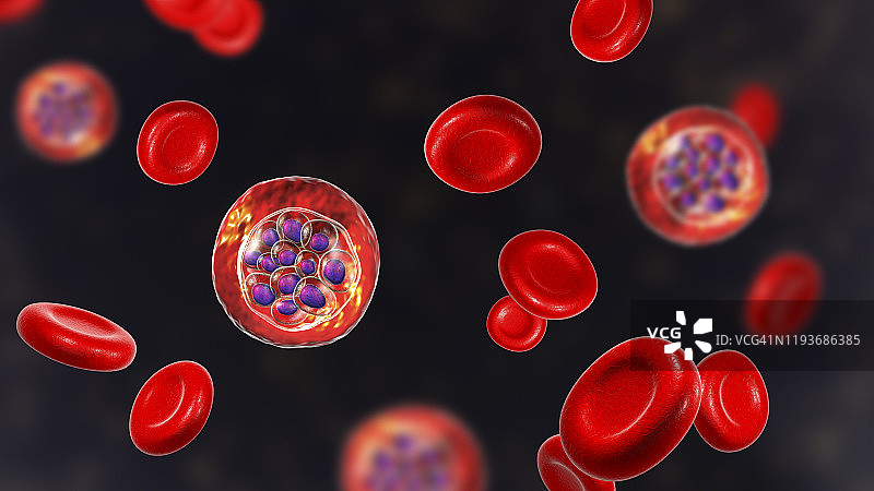 间日疟原虫在红细胞内，图示图片素材