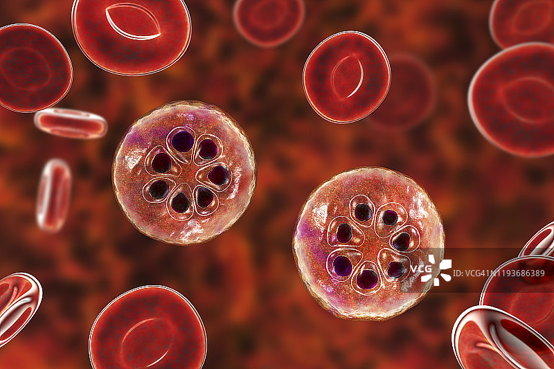 在红细胞内的疟原虫，图示图片素材