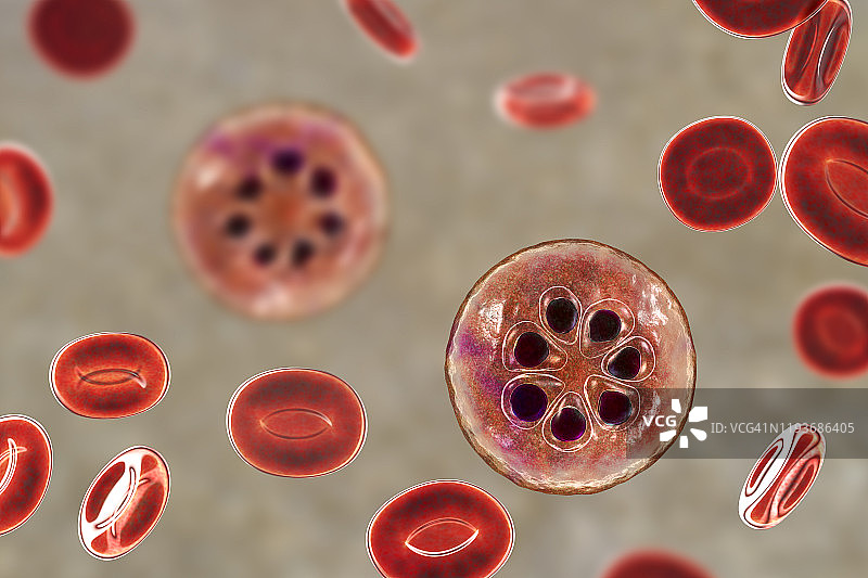 在红细胞内的疟原虫，图示图片素材