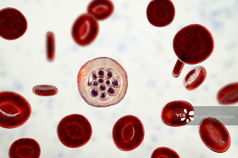 间日疟原虫在红细胞内，图示图片素材