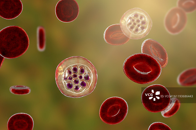 间日疟原虫在红细胞内，图示图片素材