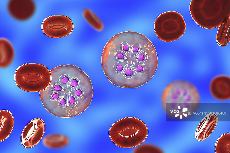 在红细胞内的疟原虫，图示图片素材