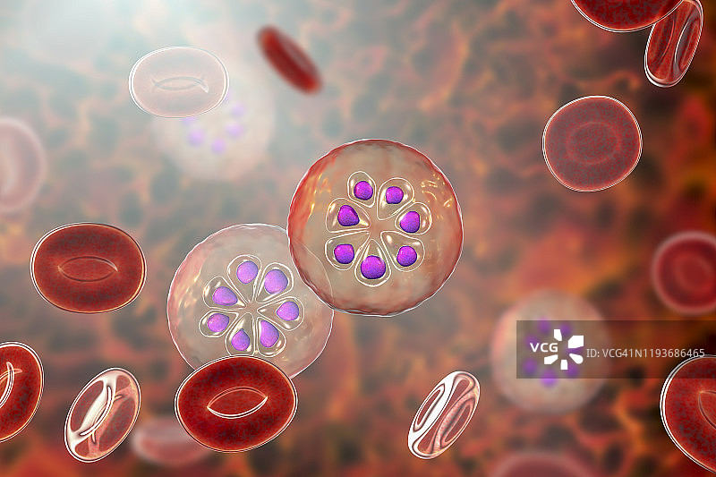 在红细胞内的疟原虫，图示图片素材