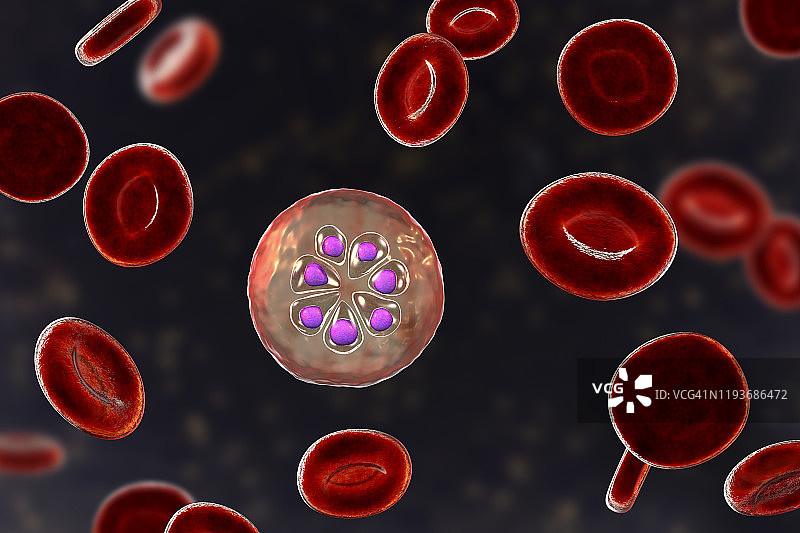 在红细胞内的疟原虫，图示图片素材