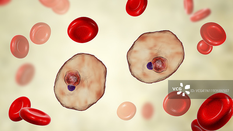 卵形疟原虫在红细胞内图片素材