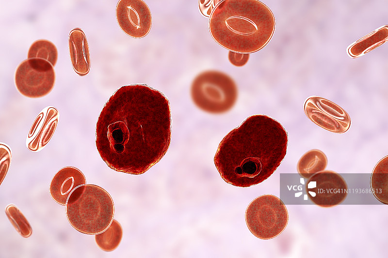 卵形疟原虫在红细胞内图片素材