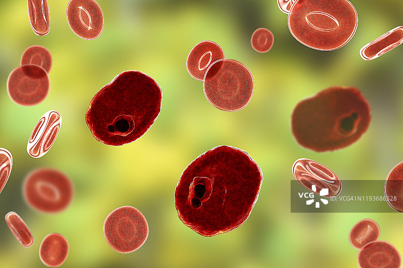 卵形疟原虫在红细胞内图片素材